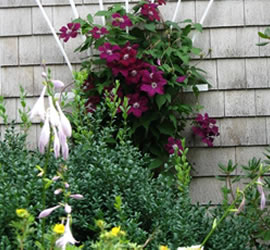 Clematis on Trellis link to Design Page