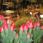 Red Tulips at Garden Show