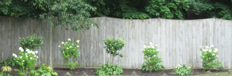 Flowering shrubs along fence at driveway entry